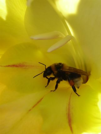 La abeja glotona